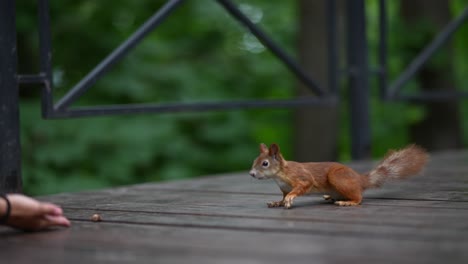 ardilla comiendo de una mano en un parque