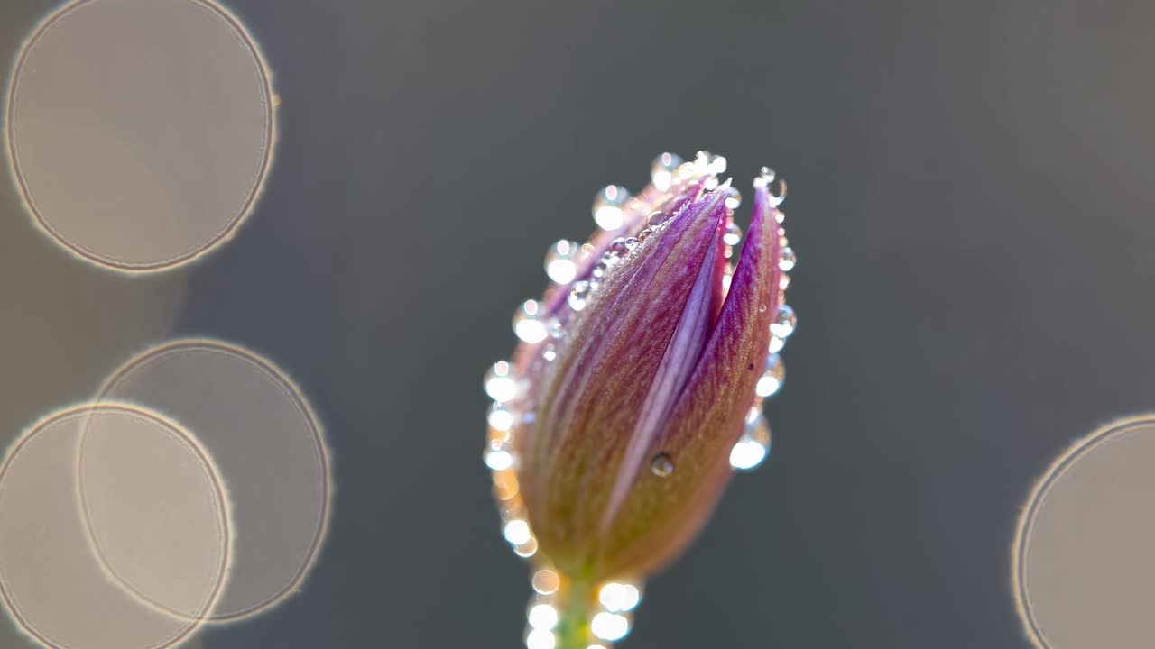 Macro shot of a dewy flower bud with bokeh effect, capturing intricate details