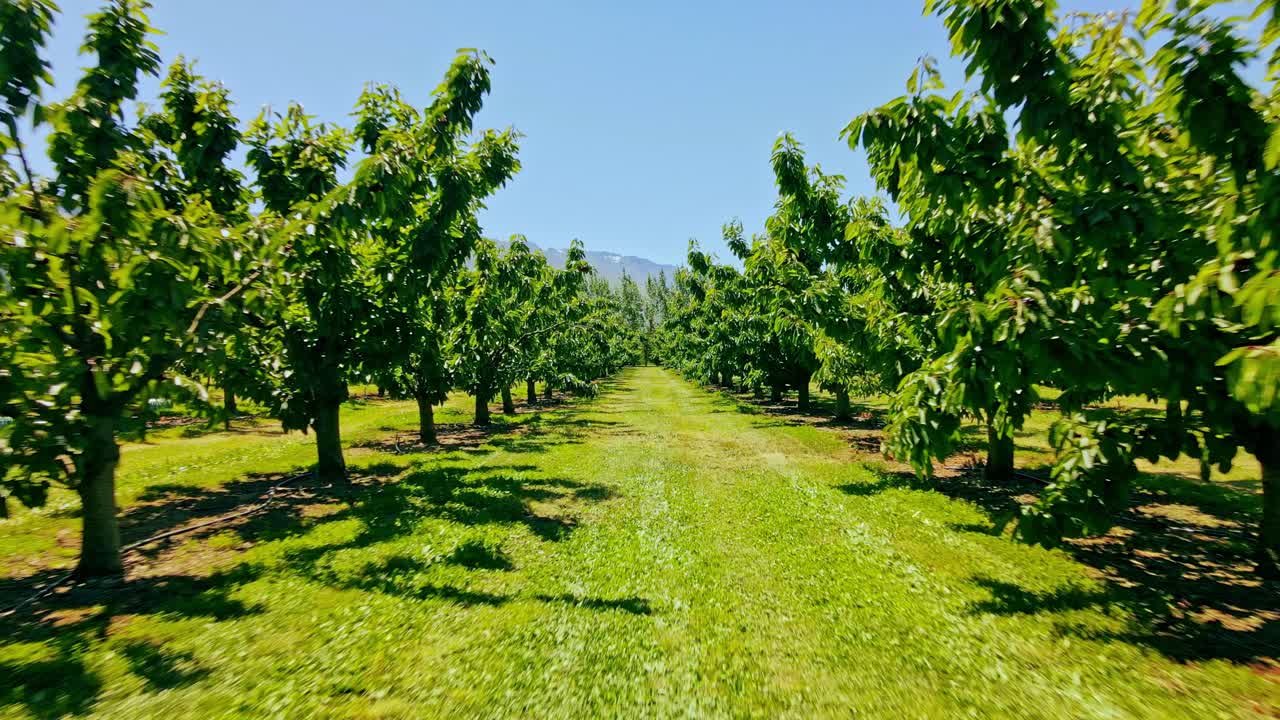 Drone flying at full speed through cherry tree rows in healthy lush green fruit orchard in summer on beautiful sunny day with clear skies