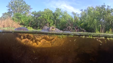 Cocodrilo-De-Dos-Niveles-Vista-De-Cúpula-Panorámica-Lateral-Slomo