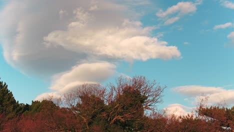 cloudy sky over trees