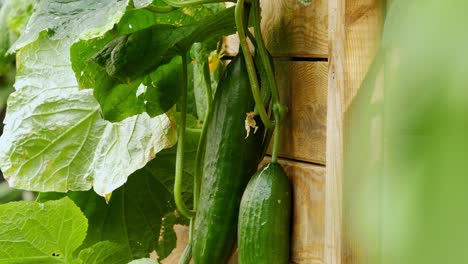 plant is green with fruits ready to harvest