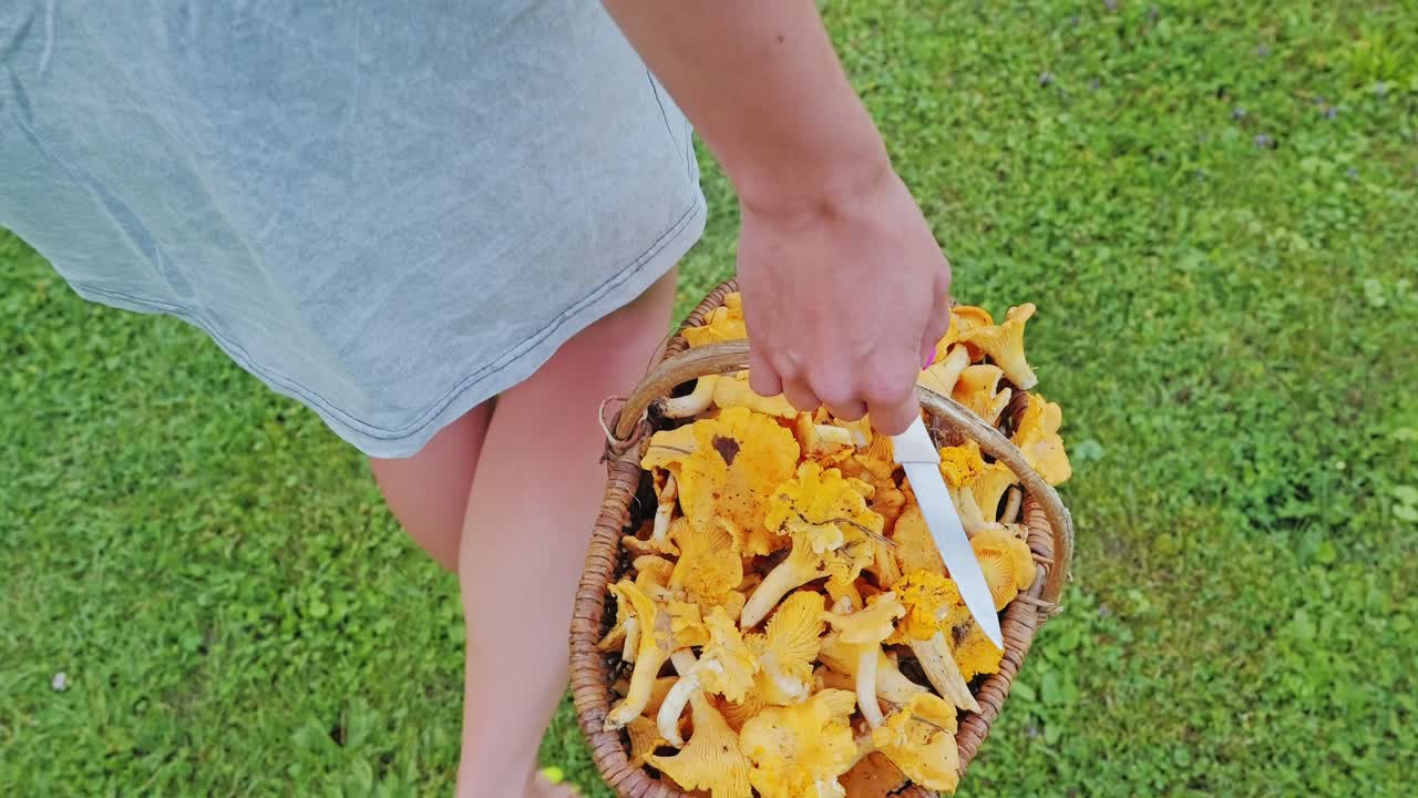 Slow motion cinematic, barefoot woman carrying chanterelles in basket with knife
