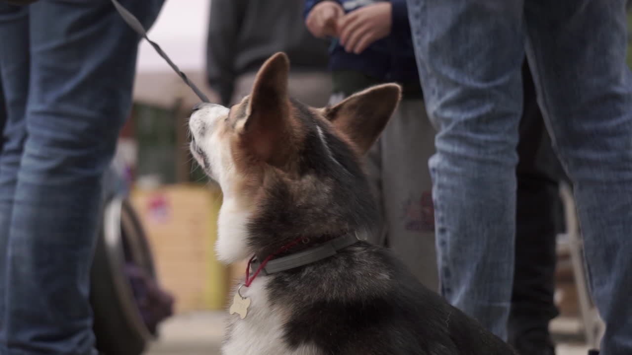 야외 행사 에서 코르기 개