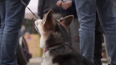 corgi dog at an outdoor event