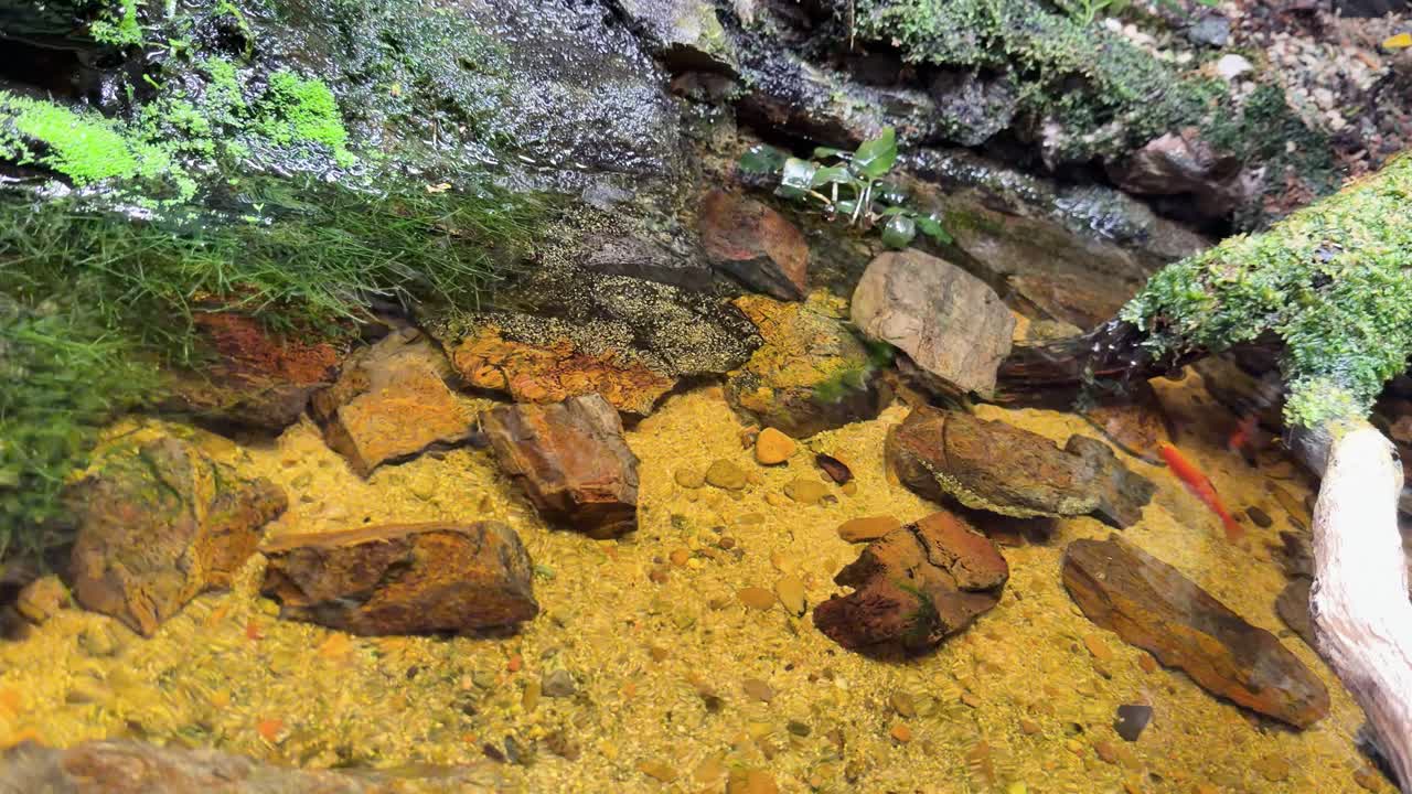 Primo piano statico di un limpido stagno poco profondo con rocce sommerse, sponde muschiose, luce naturale soffusa