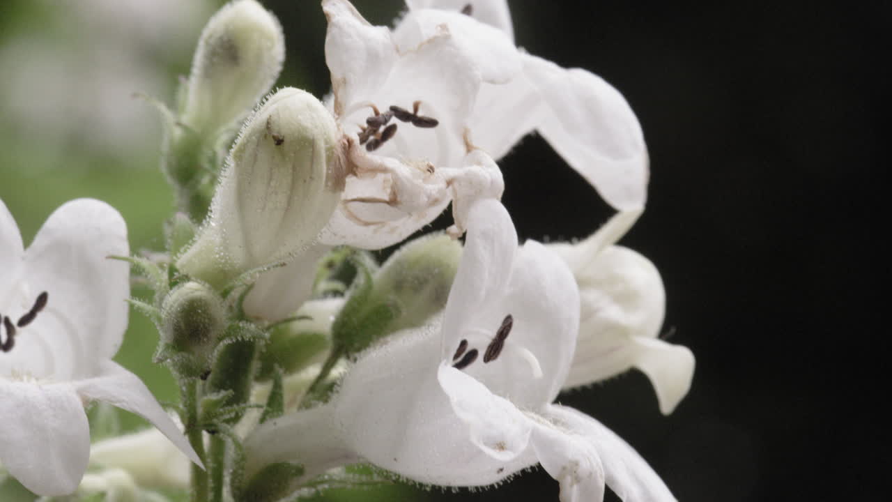 foto macro de una flor blanca que florece en un día nublado