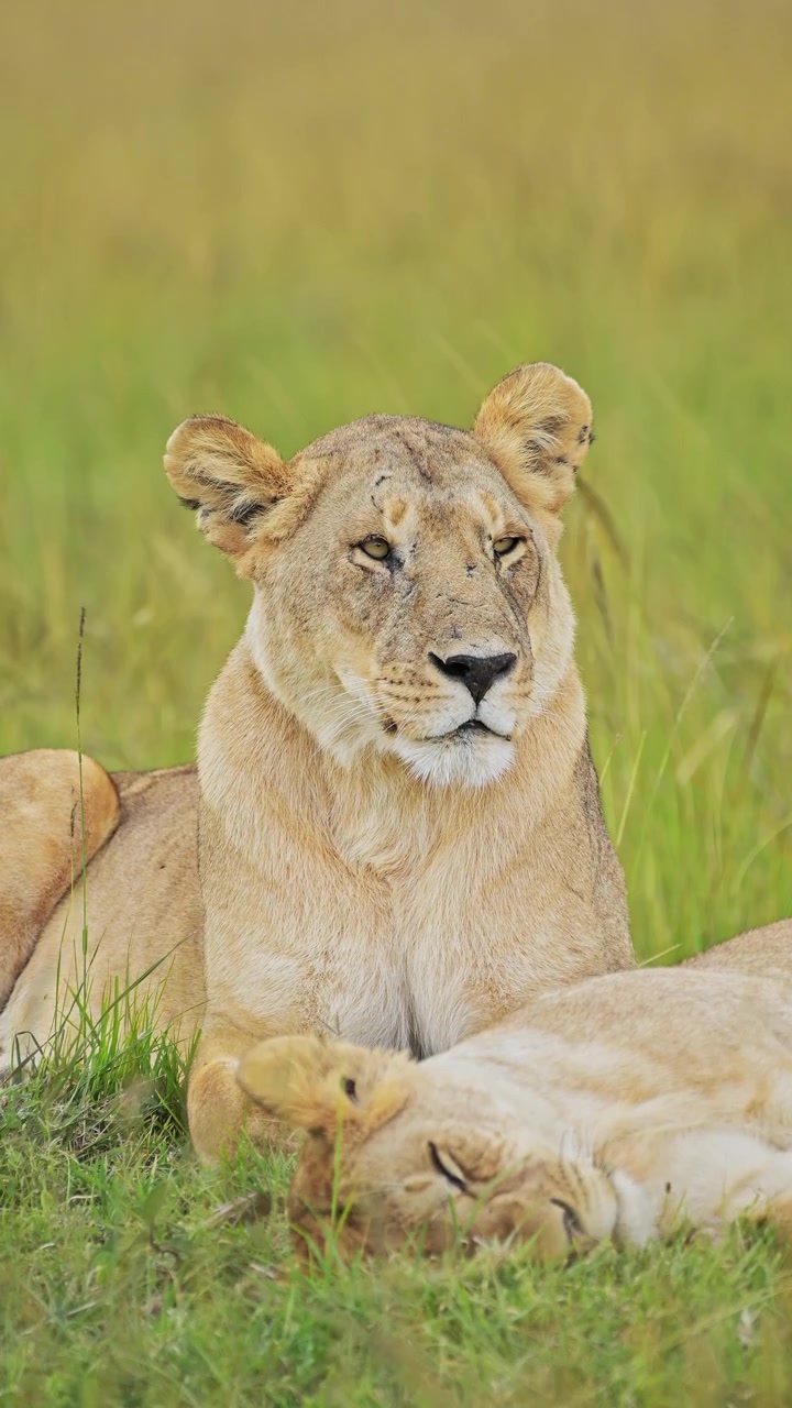 Potret Close-up Singa Vertikal di Afrika untuk Media Sosial. Video Vertikal Singa Betina dan Singa Jantan untuk Instagram Reels dan TikTok, diambil saat Safari Margasatwa Afrika di Maasai Mara.