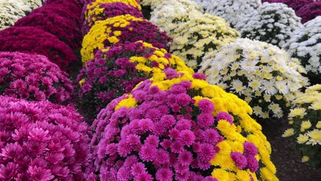 beautiful various chrysanthemum flowers nature autumn floral background chrysanthemum blooming beautiful various chrysanthemum flowers nature autumn floral background chrysanthemum blooming season many chrysanthemum flowers growing in pots for sale in a flower shop