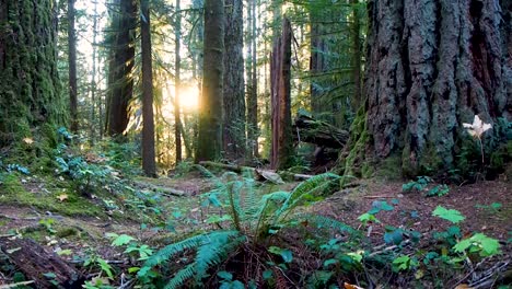 In-the-BC-rain-forest-at-sunset