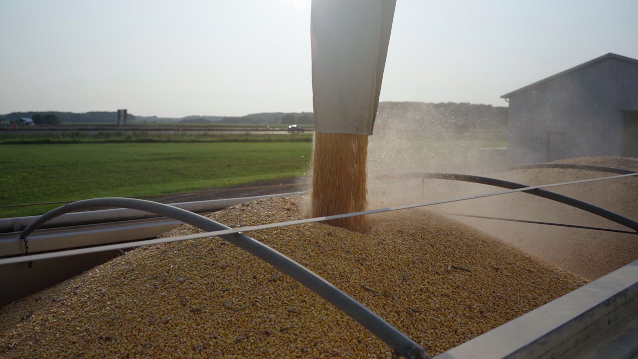 Grain pouring into a trailer in slow motion during harvest, with golden kernels and dust filling the air as vehicles pass in the background in a sunny rural farm setting.