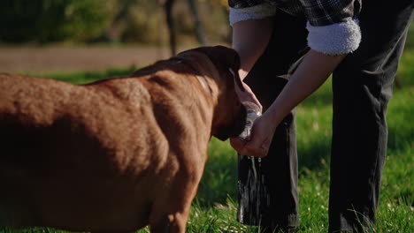 left to right rising pan as dog laps up water licking from owners hands as he pours from bottle