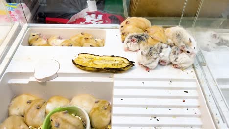 hamsters bebés en una tienda de mascotas