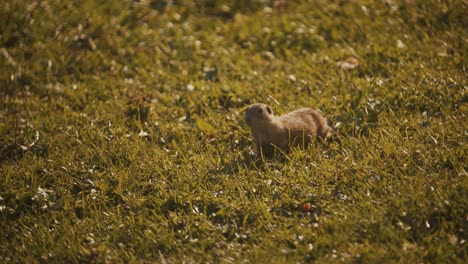 European-ground-squirrel-in-alert-on-grass-field-then-leaves,-handheld