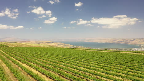 bodega tabor disparo de dron norte de israel vista de kineret viñedo