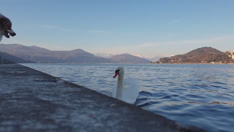 low-angle pov of aggressive dog barking at scared swan on lake maggiore in italy