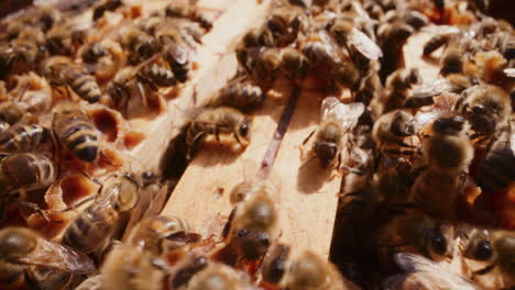 view of working carniolan bees while working in the hive producing honey.