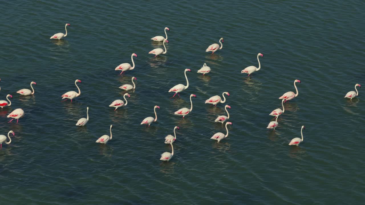 Large flock of pink flamingos wading in calm, green waters of lagoon near Pula, Cagliari, wildlife scene from Sardinia, Italy. Aerial low-altitude