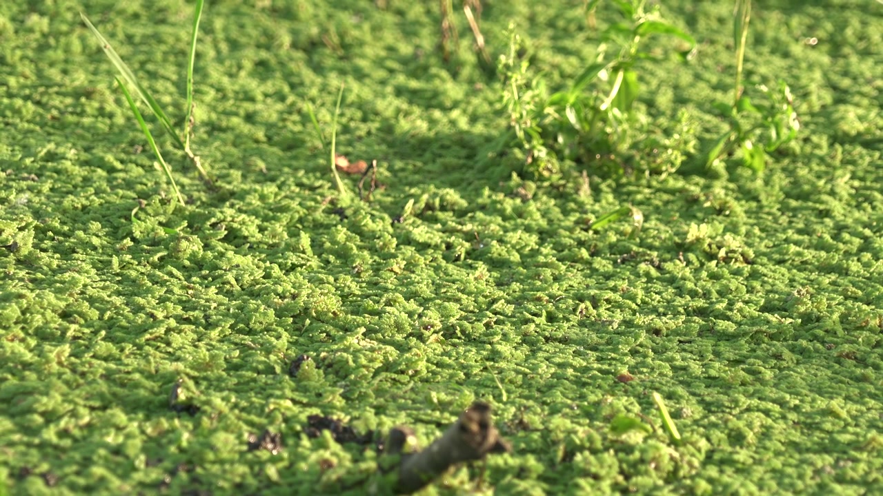 Lenticchia d'acqua verde che copre la superficie di uno stagno immobile