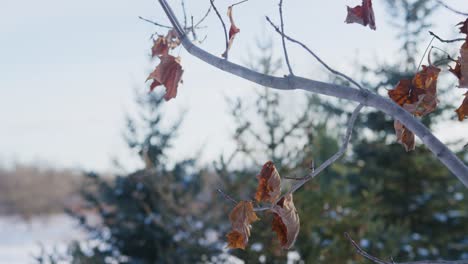 a close up shot of the last few leaves left on the tree after the canadian winter has started