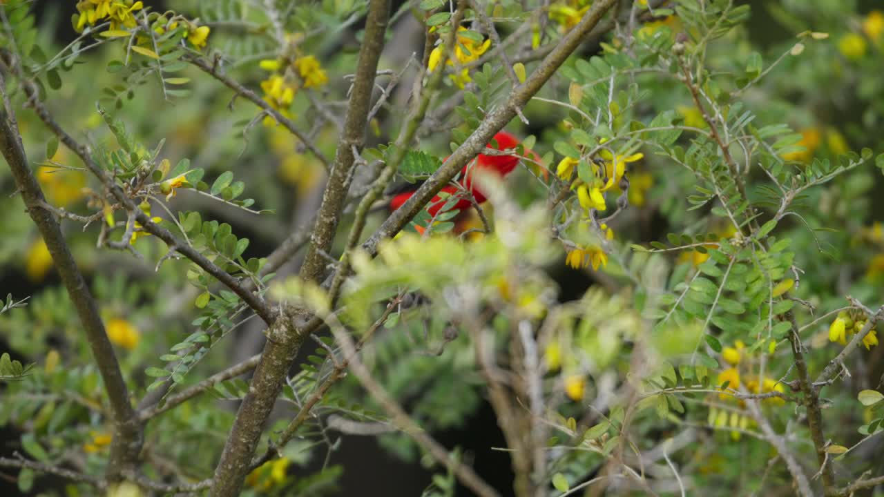 pájaro rojo en un árbol tropical