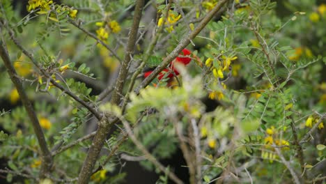 red bird in a tropical tree