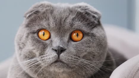 primer plano de un gato escocés plegado