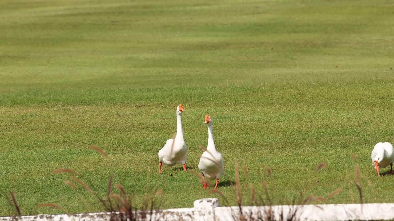 잔디을 가로질러 는 거위.