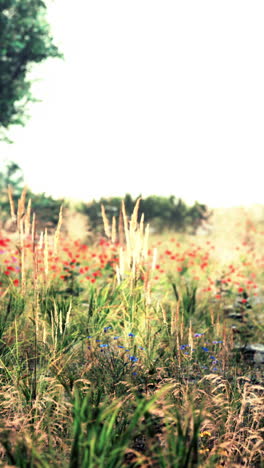 beautiful meadow with red and blue flowers