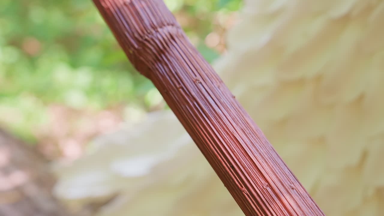 Close up view of angel wing beside wooden staff glowing in soft forest light, showing gentle textures and warm colors blending with blurred greenery