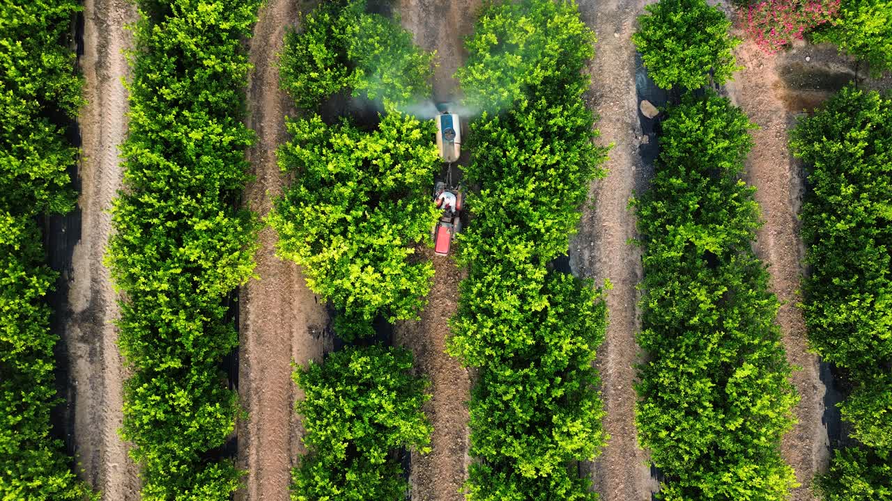 granjero anónimo conduciendo un tractor rociando pesticidas en limoneros