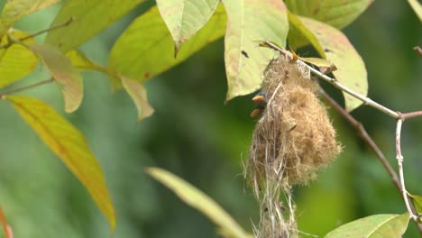 a-mother-orange-bellied-flowerpecker-bird-came-to-feed-her-two-children,-then-flew-away-again-to-look-for-food