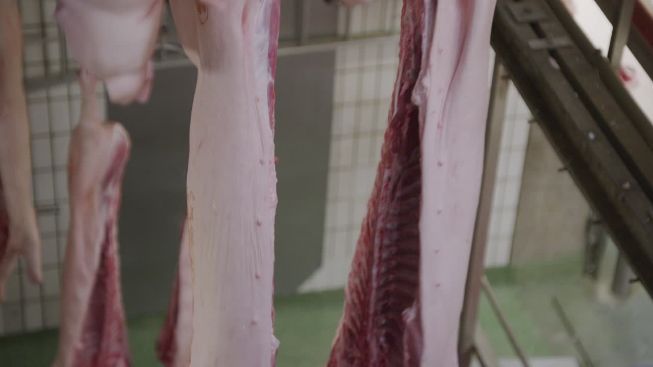 Pig carcasses move from the lower floor of the slaughterhouse to the upper floor