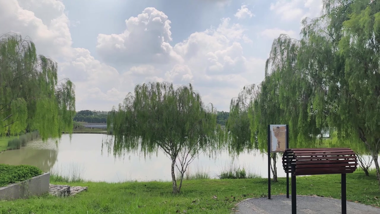ต้นหลิวลู่ลมที่สวยงาม หรือที่รู้จักกันทางวิทยาศาสตร์ว่า Salix babylonica ตั้งตระหง่านอย่างสง่างาม กิ่งก้านยาวเรียวของมันห้อยระย้าลงสู่พื้นดินอย่างอ่อนช้อย ใบสีเขียวพลิ้วไหวเบาๆ ตามสายลม