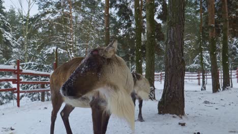 low angle close view of the face of a female reindeer