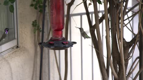 an anna's hummingbird is challenged at the hummingbird feeder by a black-chinned hummingbird and flies off