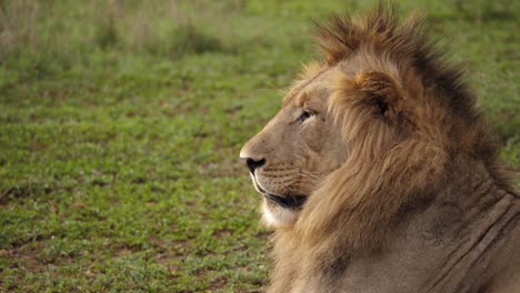 Amusing-Black-Mane-Lion-with-mohawk-mane-turns-to-look-left-of-frame