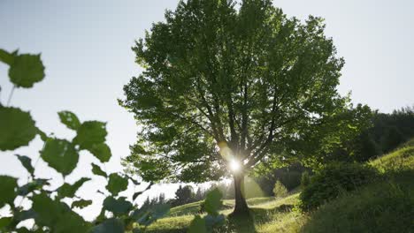 sun shining through the tree with green foliage in the mountain hills