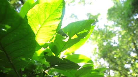 hojas verdes y luz del sol