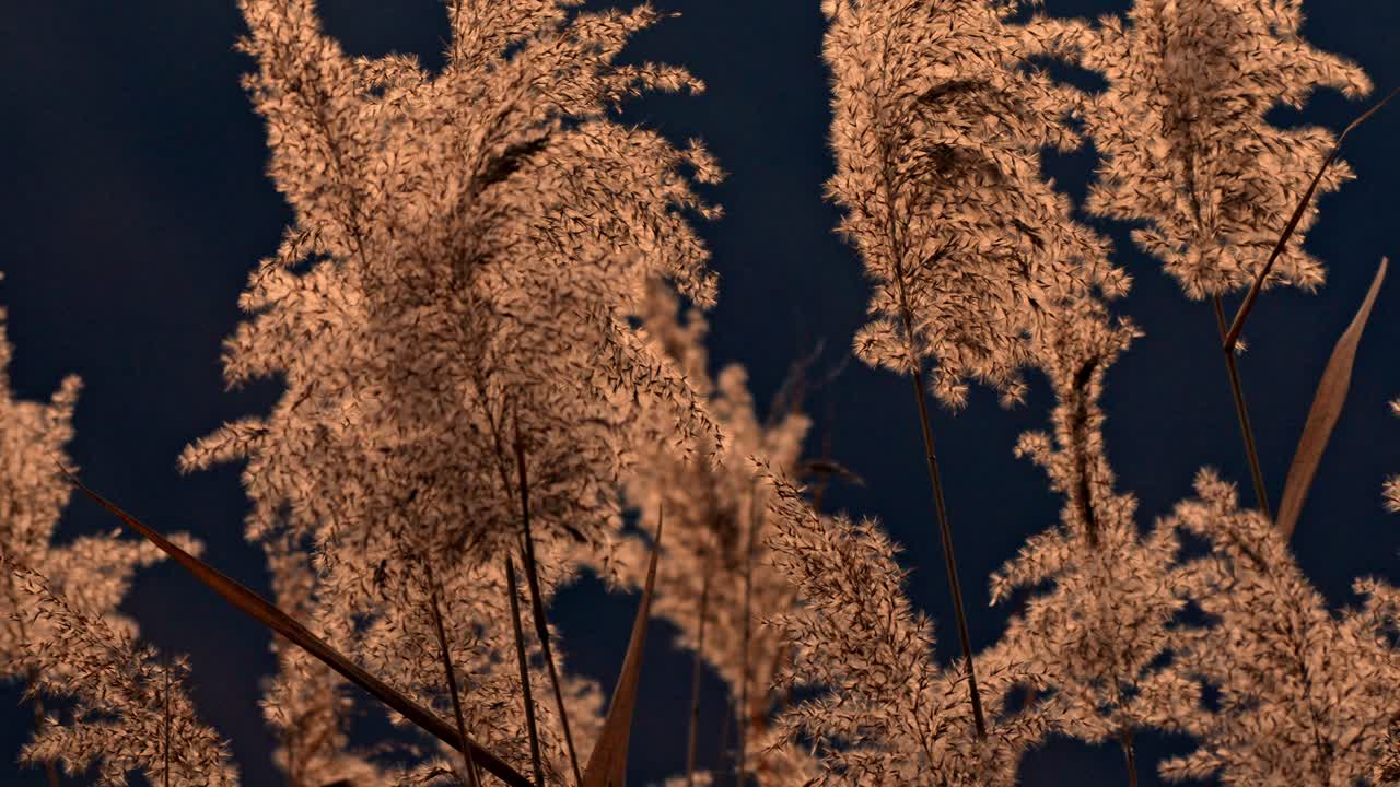 en cámara lenta cinematográfica, los tranquilos arbustos a lo largo de la orilla del lago kawaguchiko se balancean suavemente en la brisa de la noche mientras el sol se pone detrás del icónico monte fuji.