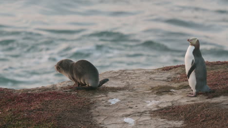 Küstenklippe-Mit-Gelbaugenpinguin-Und-Pelzrobbe-In-Der-Nähe-Des-Leuchtturms-Katiki-Point-In-Neuseeland