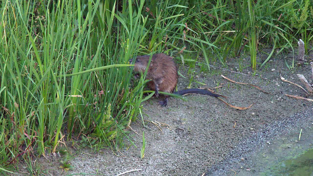 Little muskrat stands on wetland shore eating fresh green plants