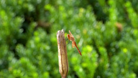 Korean-Red-Dragonfly-Firecracker-Skimmer-Perched-on-Rot-Dry-Plant-in-a-Garden---side-view