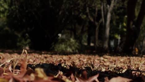 mysterious girl wandering in park in dark evening, ground level shot