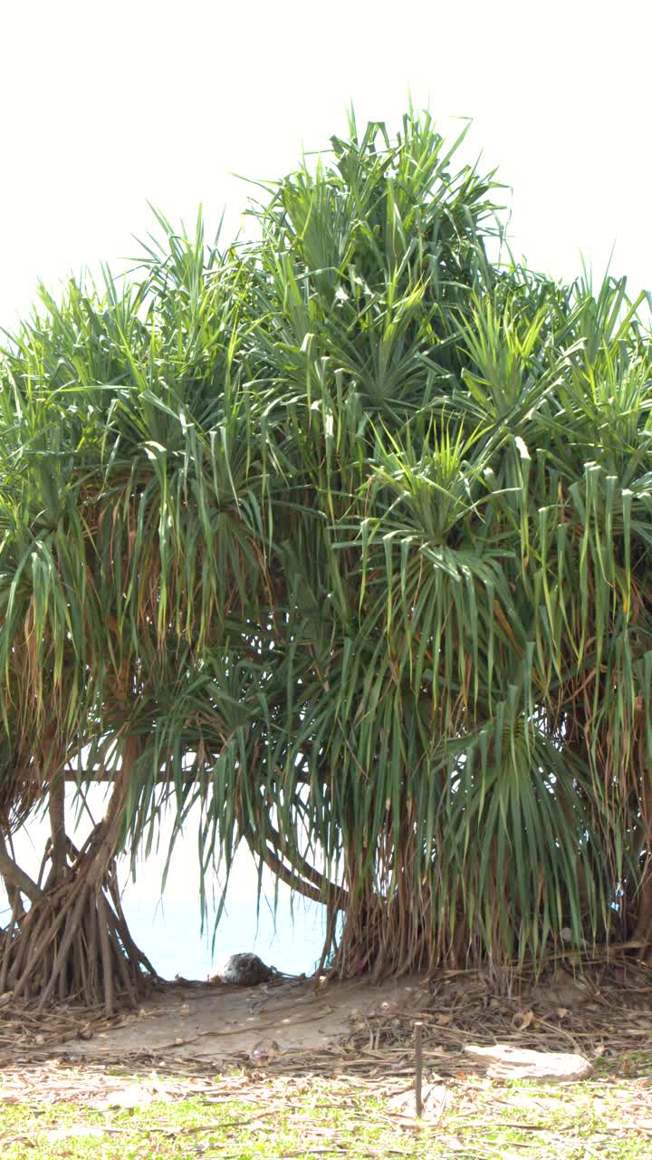 Plano geral estático de uma árvore pandan verde com raízes aéreas em solo arenoso