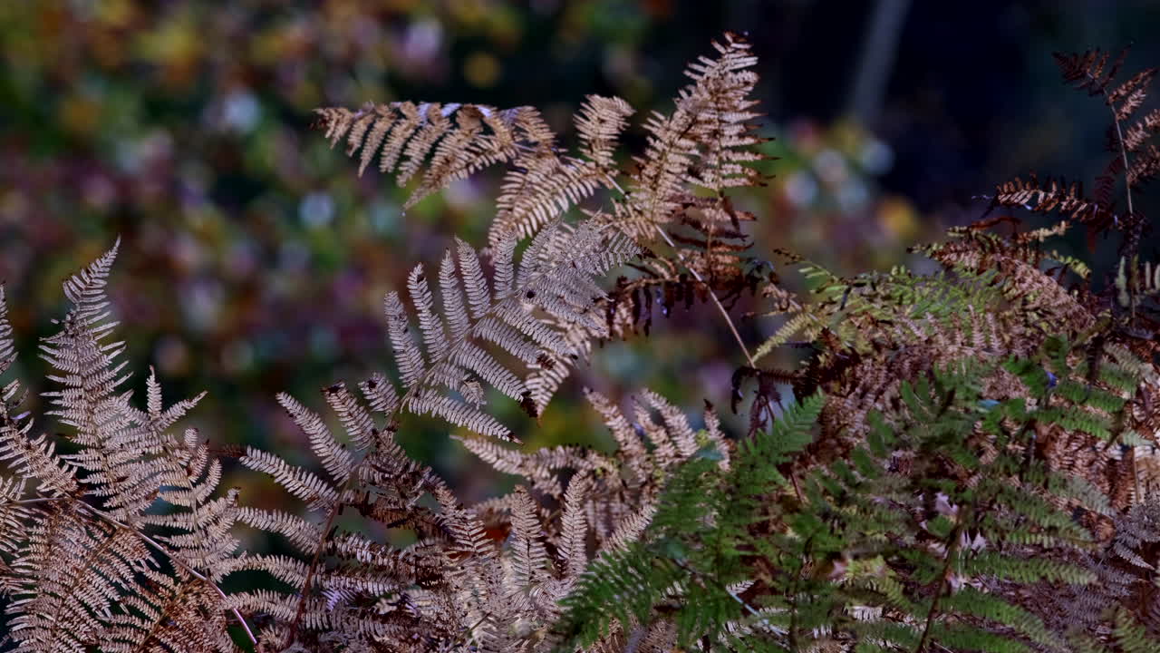 helecho común de color bronce a la luz del sol de otoño en el suelo de un bosque inglés, worcestershire, reino unido