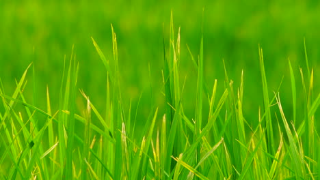 Green-field-background-in-close-up-view.
