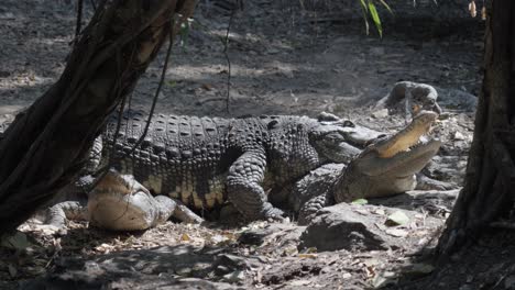 several crocodiles on rocky ground in the sun, some with their mouths open, a large specimen walking over them