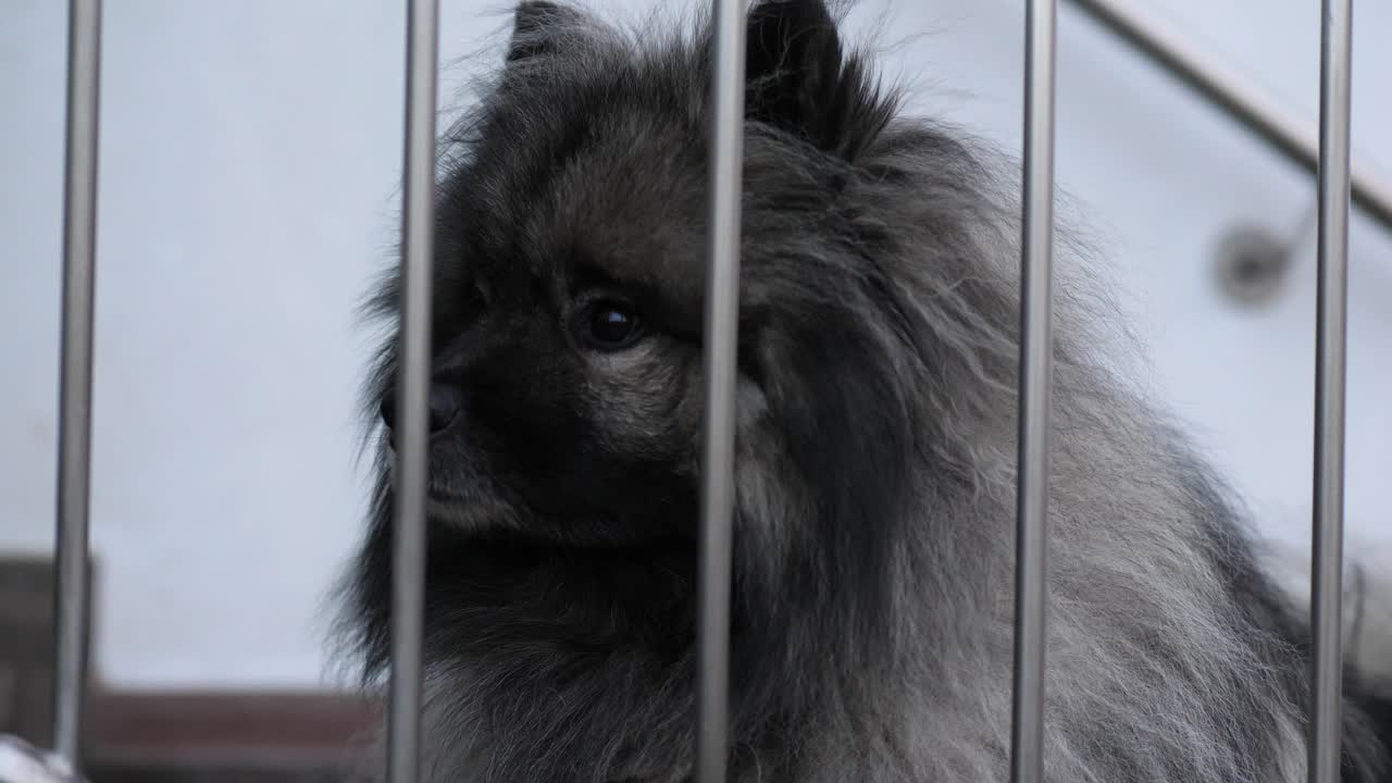keeshond 개가 바 뒤에 있고 혼란스러워 보입니다.