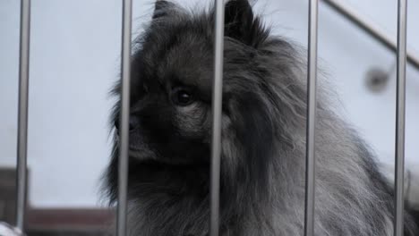 keeshond 狗在監獄後面,看起來很困惑